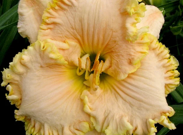 Лилейники махровые крупные новые сорта дешево - фото № 9