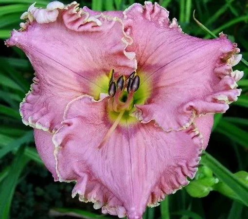 Лилейники махровые крупные новые сорта дешево - фото № 10