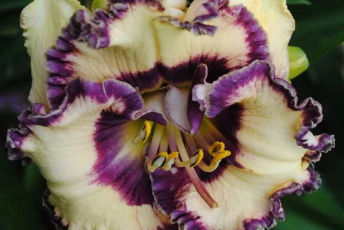 Лилейники махровые крупные новые сорта дешево - фото № 11