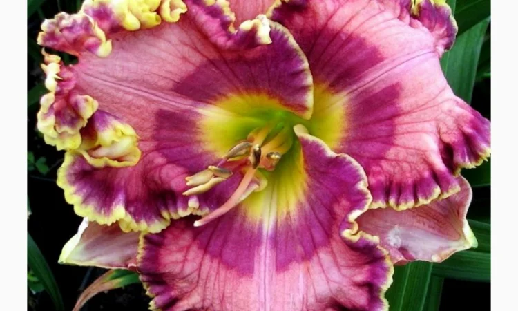 Лилейники махровые крупные новые сорта дешево - фото № 12