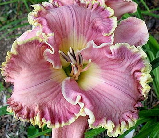 Лилейники махровые крупные новые сорта дешево - фото № 13