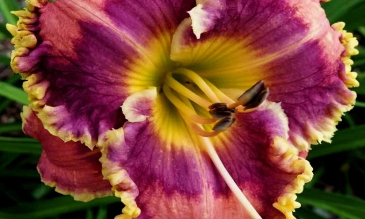 Лилейники махровые крупные новые сорта дешево - фото № 14