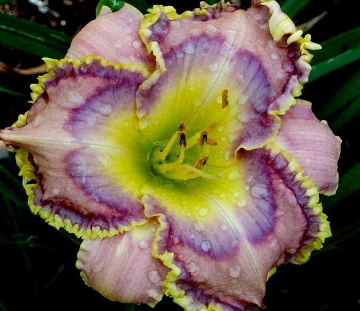 Лилейники махровые крупные новые сорта дешево - фото № 16