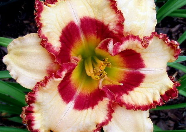 Лилейники махровые крупные новые сорта дешево - фото № 2