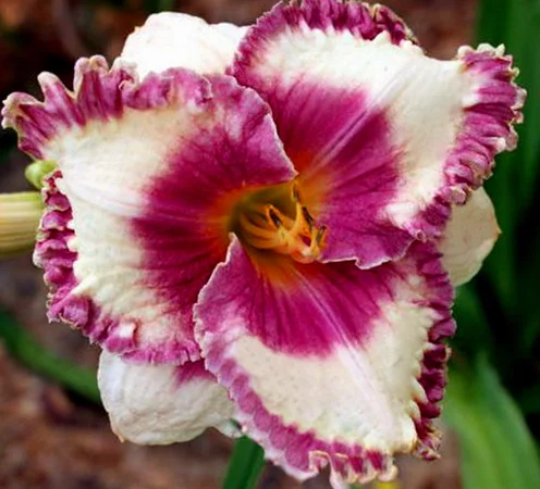 Лилейники махровые крупные новые сорта дешево - фото № 3