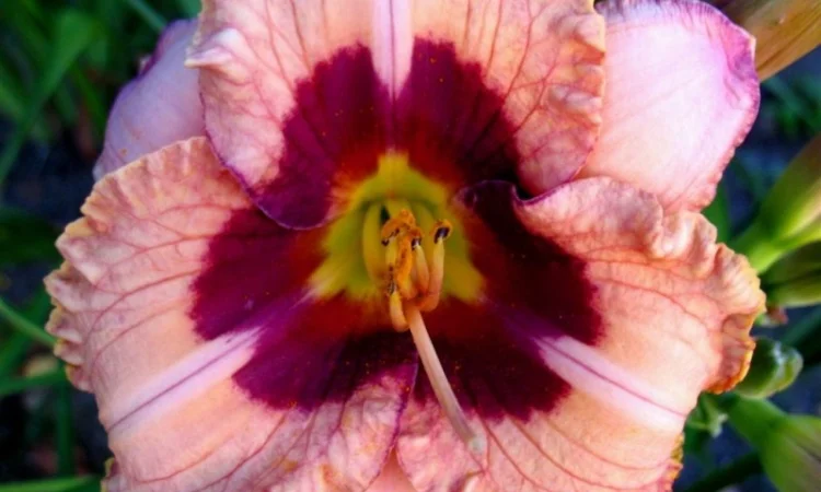 Лилейники махровые крупные новые сорта дешево - фото № 4