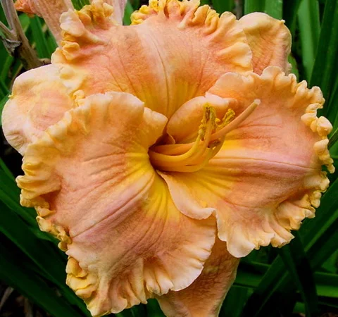 Лилейники махровые крупные новые сорта дешево - фото № 5