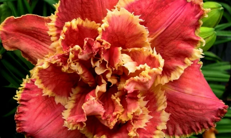 Лилейники махровые крупные новые сорта дешево - фото № 7