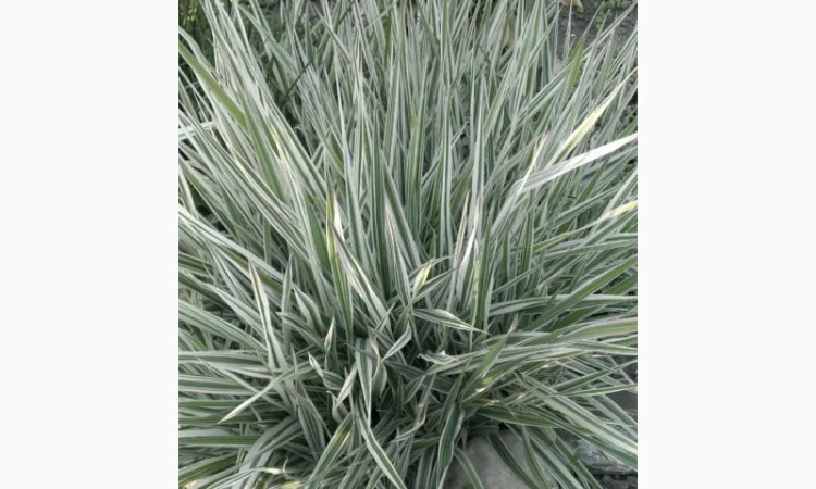 Фалярис тростниковый африканская экзотика - фото № 1