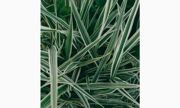 Фалярис тростниковый африканская экзотика - фото № 3