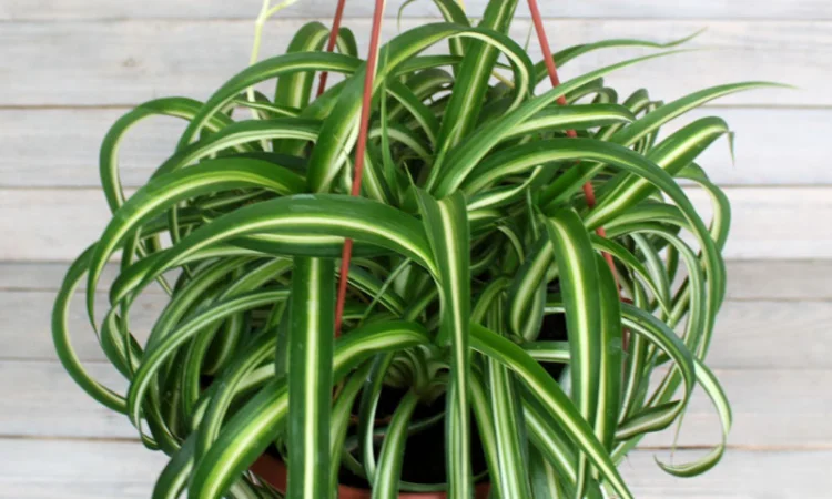 Хлорофитум кудрявый – комнатное растение - фото № 3