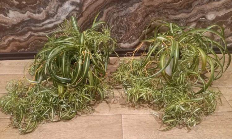 Хлорофитум кудрявый – комнатное растение - фото № 1