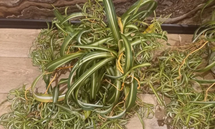 Хлорофитум кудрявый – комнатное растение - фото № 2