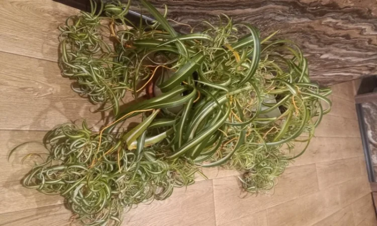 Хлорофитум кудрявый – комнатное растение - фото № 4