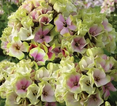 Флоксы крупные новые сорта дешево - фото № 1