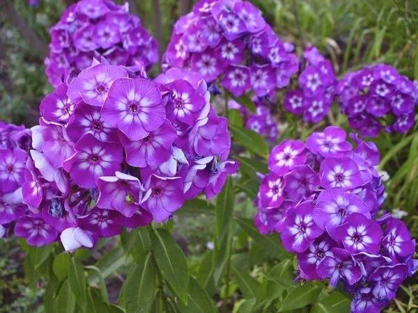 Флоксы крупные новые сорта дешево - фото № 2