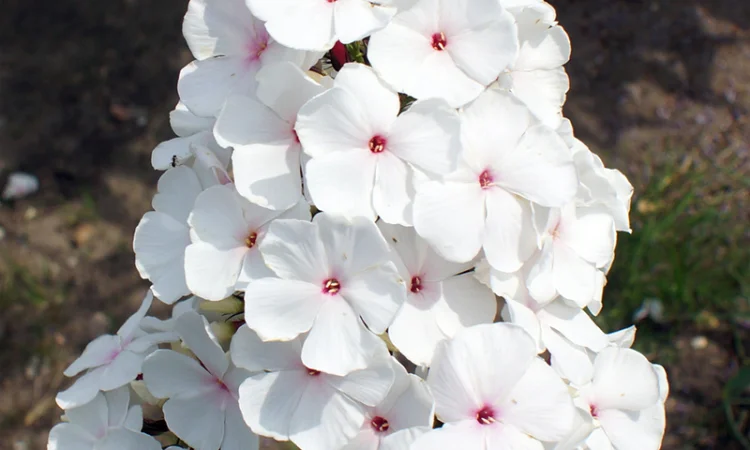 Флоксы крупные новые сорта дешево - фото № 10