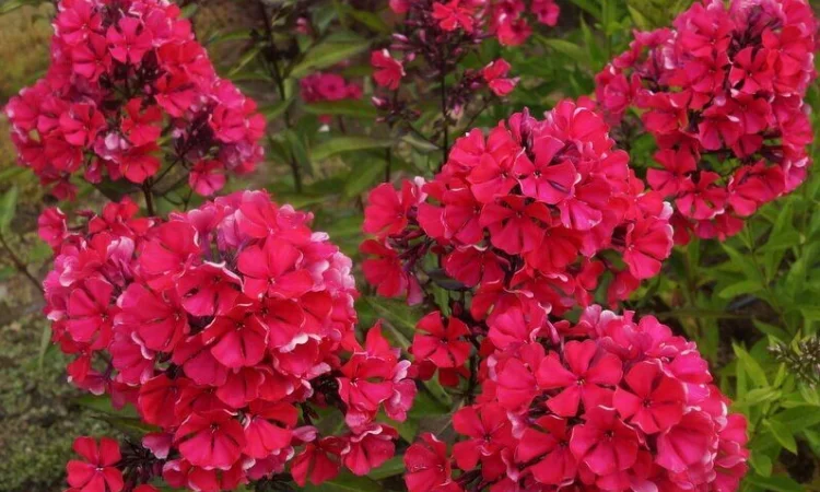 Флоксы крупные новые сорта дешево - фото № 9