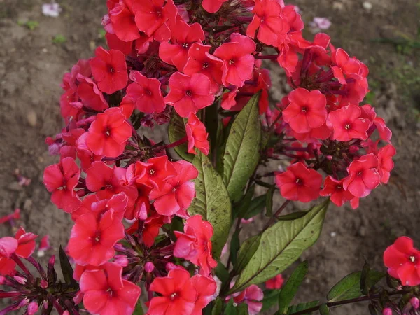 Флоксы крупные новые сорта дешево - фото № 8