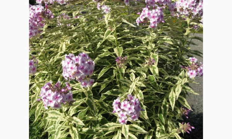 Флоксы крупные новые сорта дешево - фото № 6