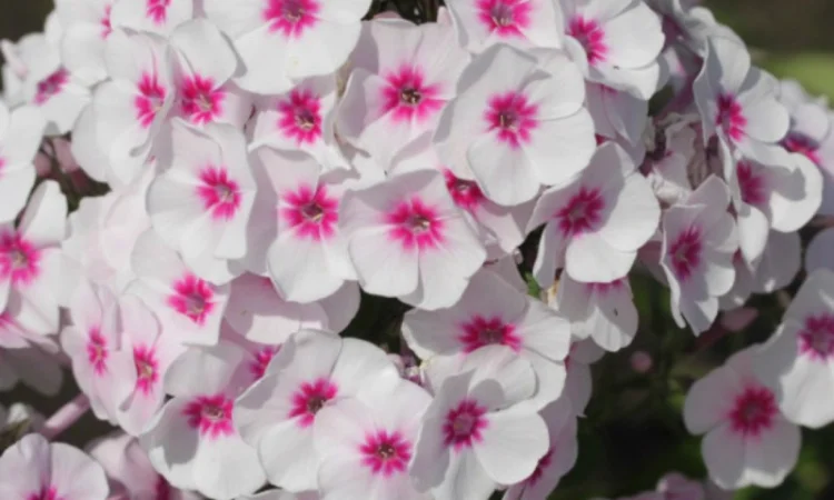 Флоксы крупные новые сорта дешево - фото № 5