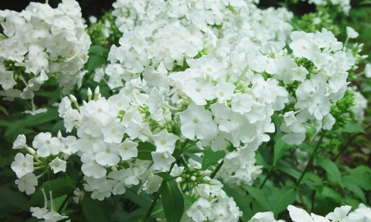 Флоксы крупные новые сорта дешево - фото № 4