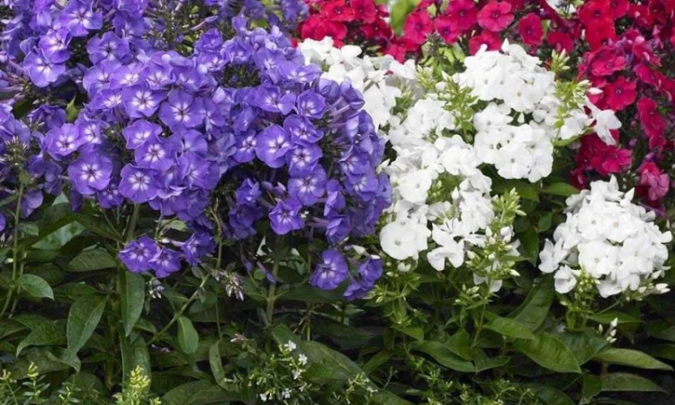 Флоксы крупные новые сорта дешево - фото № 3