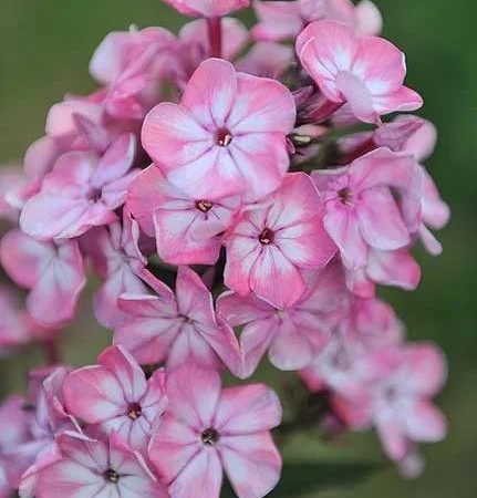 Флоксы крупные новые сорта дешево - фото № 16