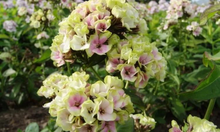 Флоксы крупные новые сорта дешево - фото № 15