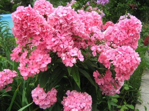 Флоксы крупные новые сорта дешево - фото № 14