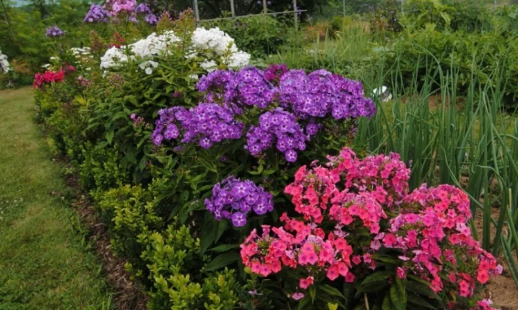 Флоксы крупные новые сорта дешево - фото № 11