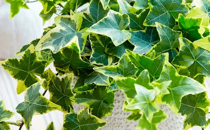 Плющ канарский и садовый недорого - фото № 1