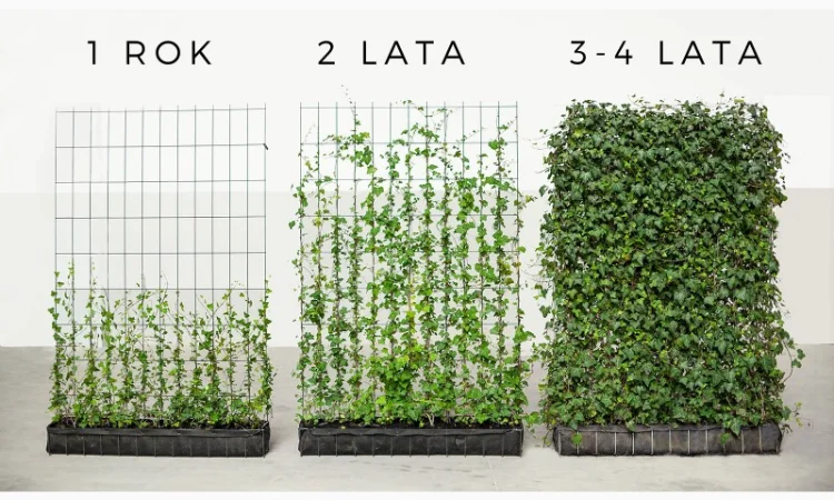Плющ канарский и садовый недорого - фото № 10