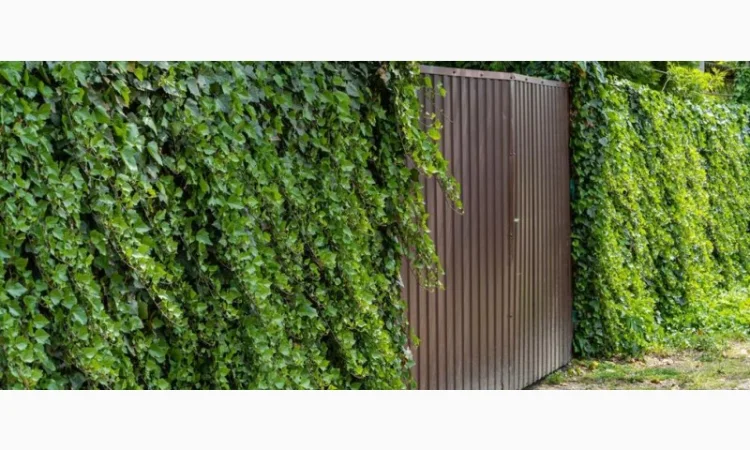 Плющ канарский и садовый недорого - фото № 11