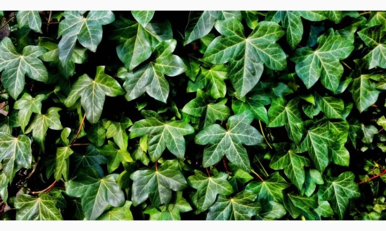 Плющ канарский и садовый недорого - фото № 12