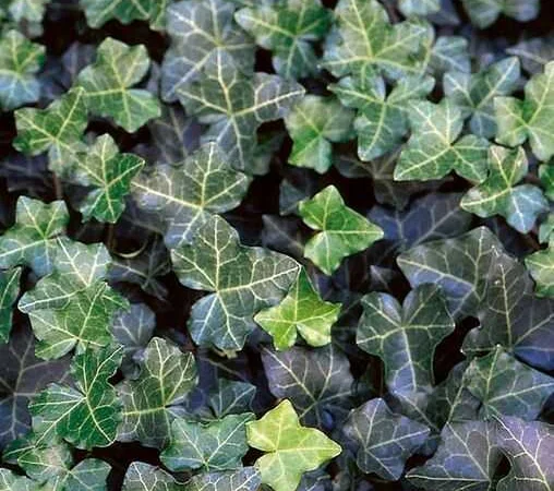 Плющ канарский и садовый недорого - фото № 2