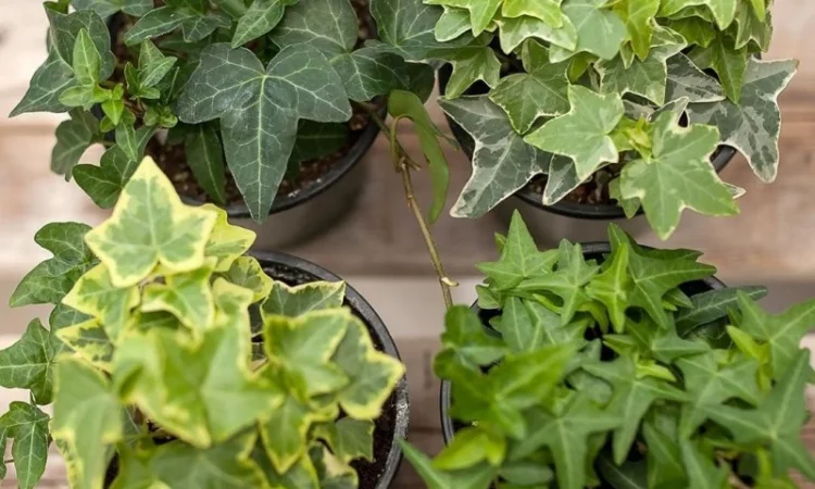 Плющ канарский и садовый недорого - фото № 3