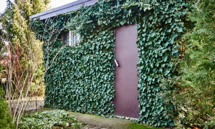 Плющ канарский и садовый недорого - фото № 4