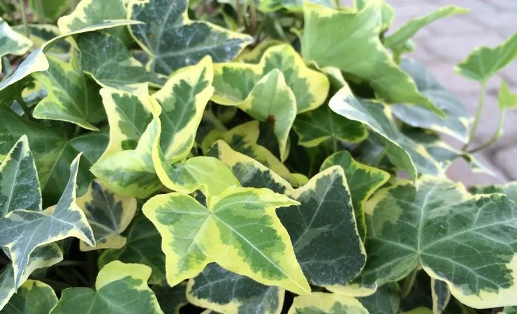 Плющ канарский и садовый недорого - фото № 5