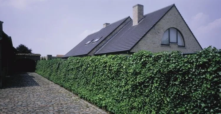 Плющ канарский и садовый недорого - фото № 6