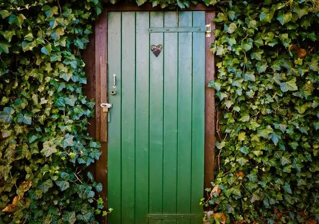 Плющ канарский и садовый недорого - фото № 7