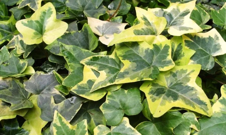 Плющ канарский и садовый недорого - фото № 8