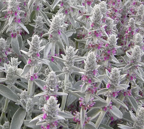 Чистець візантійський 'Заячі вушка' – сортовий за доступною ціною - фото № 1