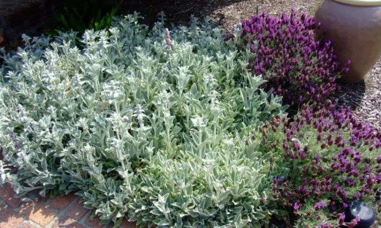 Чистець візантійський 'Заячі вушка' – сортовий за доступною ціною - фото № 10