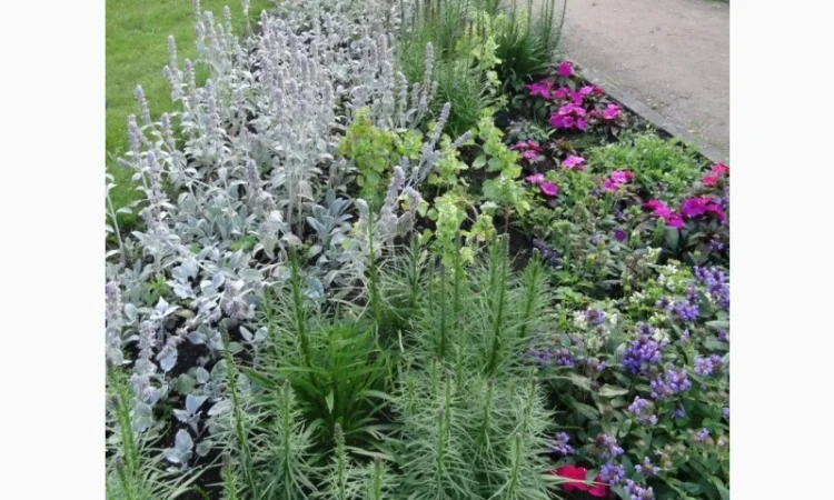 Чистець візантійський 'Заячі вушка' – сортовий за доступною ціною - фото № 11