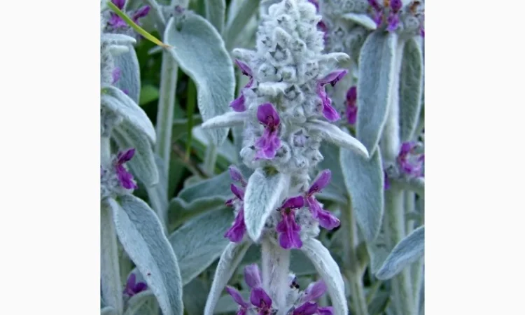 Чистець візантійський 'Заячі вушка' – сортовий за доступною ціною - фото № 2