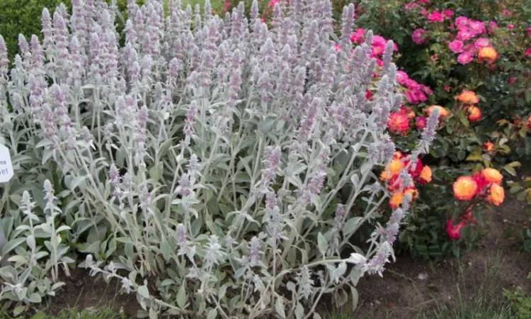 Чистець візантійський 'Заячі вушка' – сортовий за доступною ціною - фото № 3