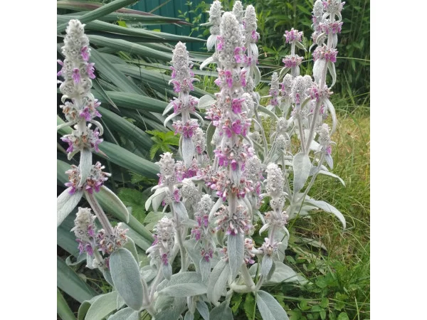 Чистець візантійський 'Заячі вушка' – сортовий за доступною ціною - фото № 5