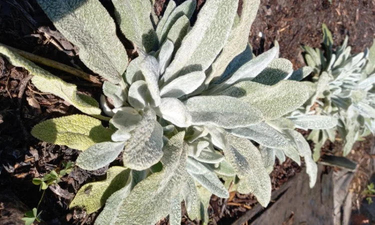 Чистець візантійський 'Заячі вушка' – сортовий за доступною ціною - фото № 6