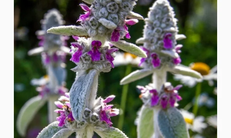 Чистець візантійський 'Заячі вушка' – сортовий за доступною ціною - фото № 7